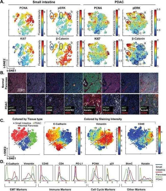 CD4 Antibody in Immunocytochemistry, Immunohistochemistry (ICC/IF, IHC)