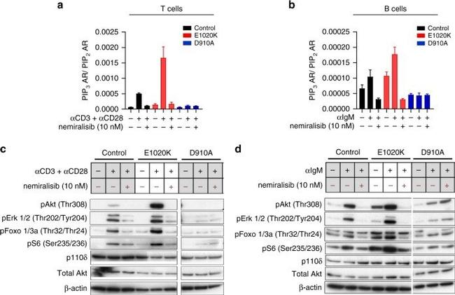 IgM Antibody in T-Cell Activation (TCA)