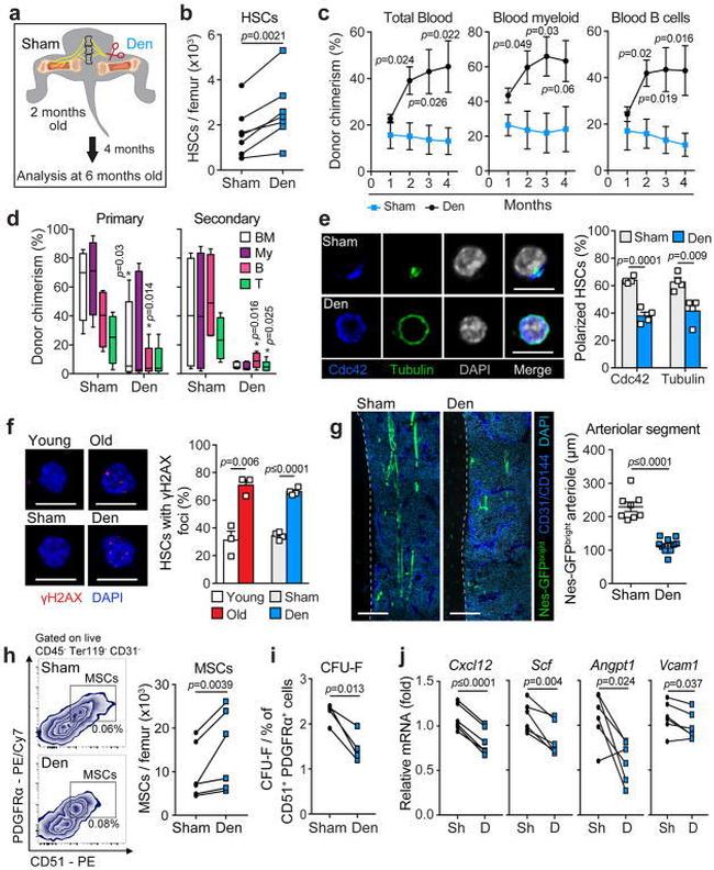 CD51 (Integrin alpha V) Antibody in Flow Cytometry (Flow)