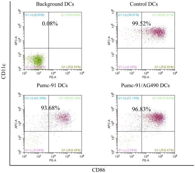 CD86 (B7-2) Antibody in Flow Cytometry (Flow)