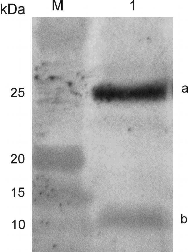 DYKDDDDK Tag Antibody in Western Blot (WB)