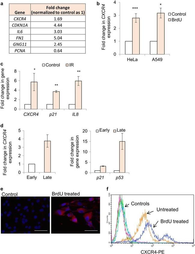 CXCR4 Antibody in Flow Cytometry (Flow)