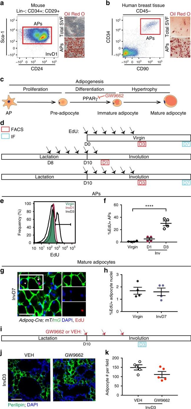 CD31 (PECAM-1) Antibody in Flow Cytometry (Flow)