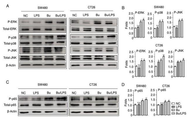 ERK1/2 Antibody in Western Blot (WB)