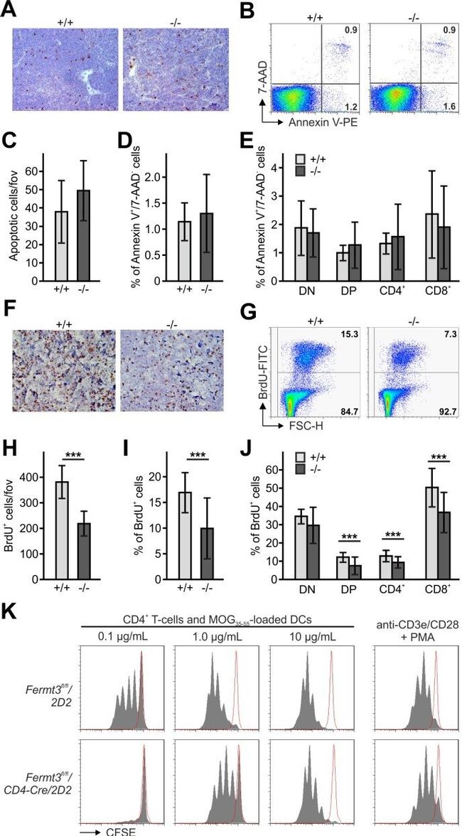 CD28 Antibody in Flow Cytometry (Flow)