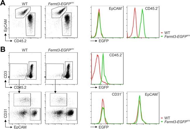 CD326 (EpCAM) Antibody in Flow Cytometry (Flow)