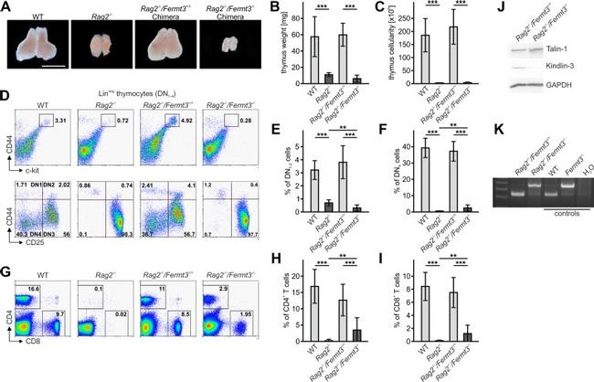 CD8a Antibody in Flow Cytometry (Flow)