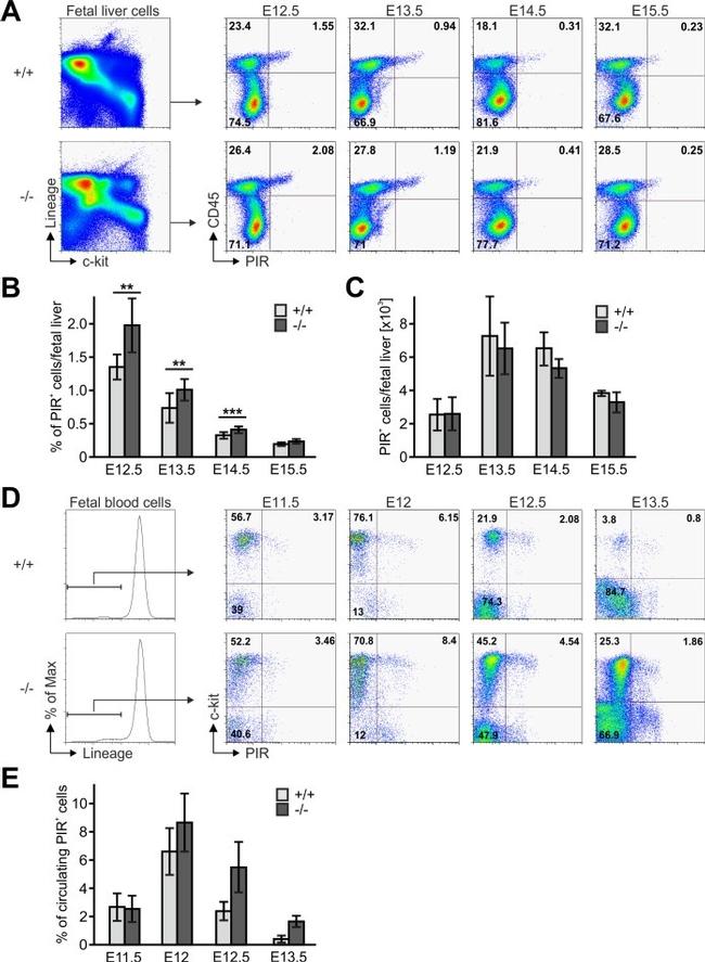 CD19 Antibody in Flow Cytometry (Flow)