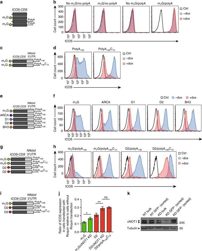 CD278 (ICOS) Antibody in Flow Cytometry (Flow)