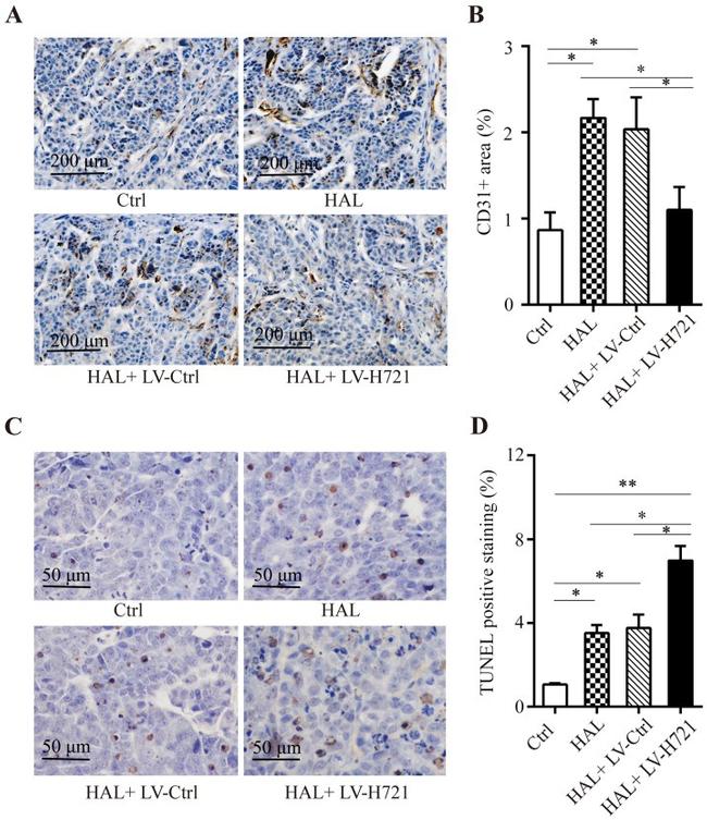 CD31 (PECAM-1) Antibody in Immunohistochemistry (Paraffin) (IHC (P))