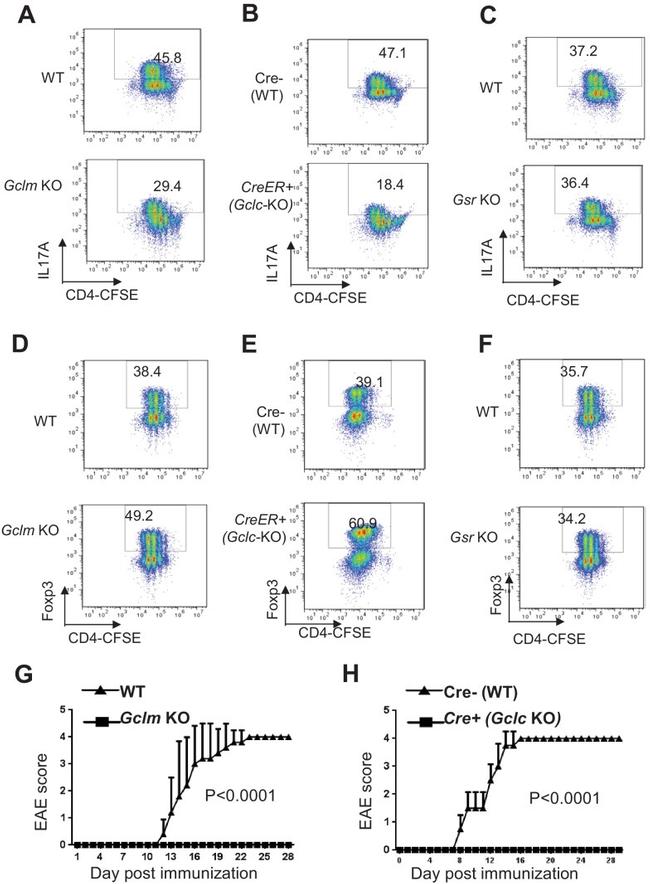 CD4 Antibody in Flow Cytometry (Flow)