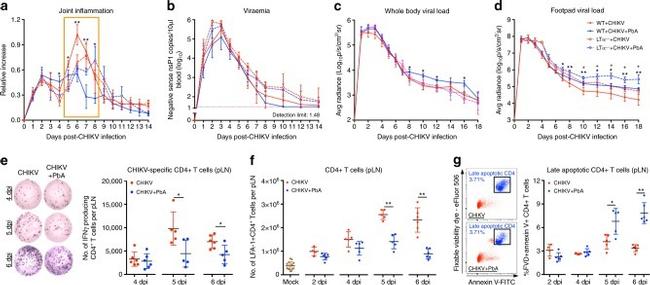 CD4 Antibody in Flow Cytometry (Flow)