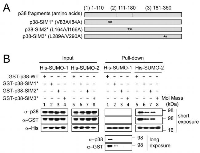 GST Tag Antibody in Western Blot (WB)