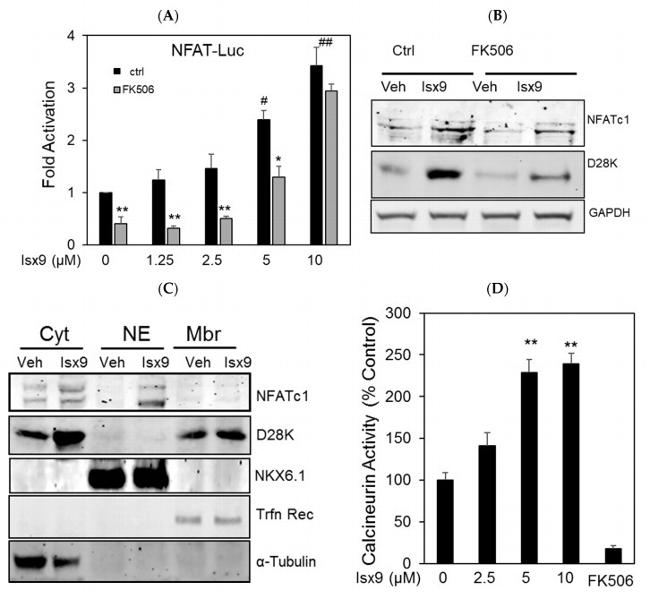 CREB Antibody in Western Blot (WB)