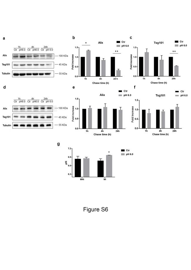 Alix Antibody