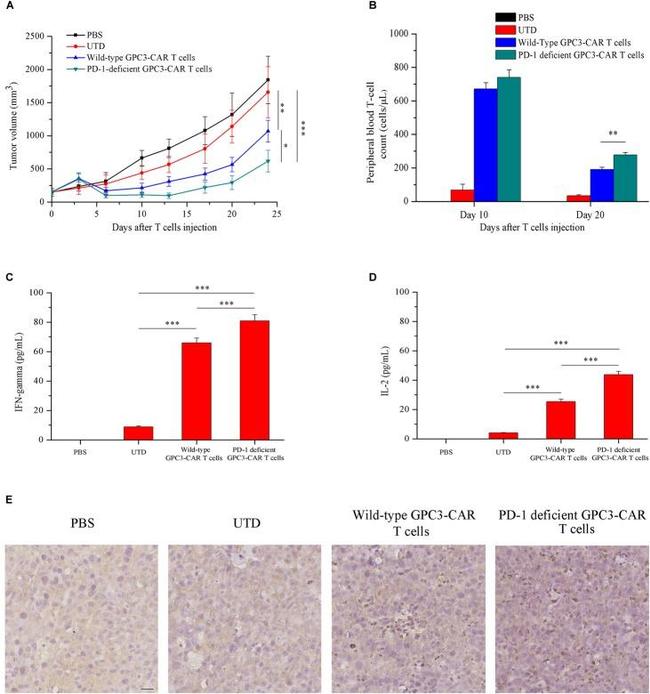 CD3e Antibody in Immunohistochemistry (Paraffin) (IHC (P))