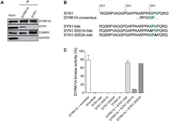 GAPDH Loading Control Antibody in Western Blot (WB)