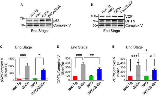 VCP Antibody in Western Blot (WB)