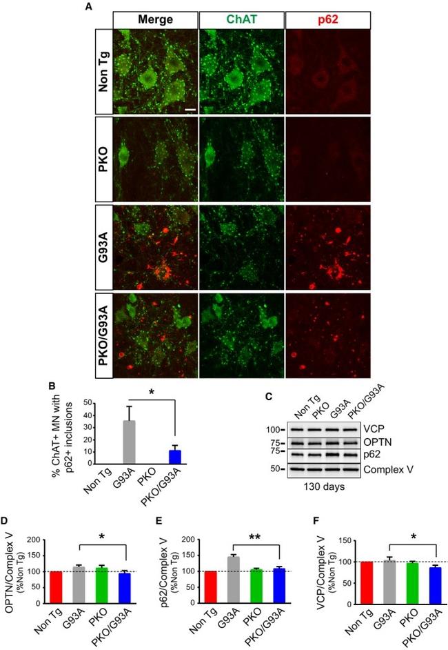 VCP Antibody in Western Blot (WB)