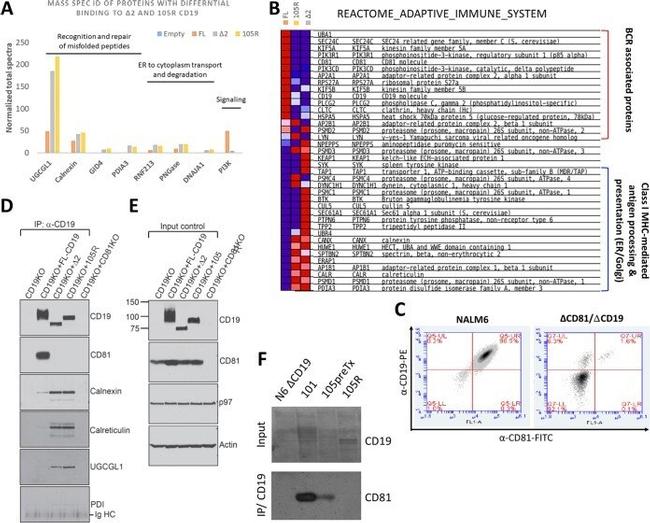 CD81 Antibody in Flow Cytometry (Flow)