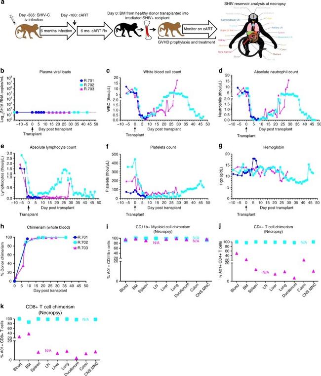 CD20 Antibody in Flow Cytometry (Flow)