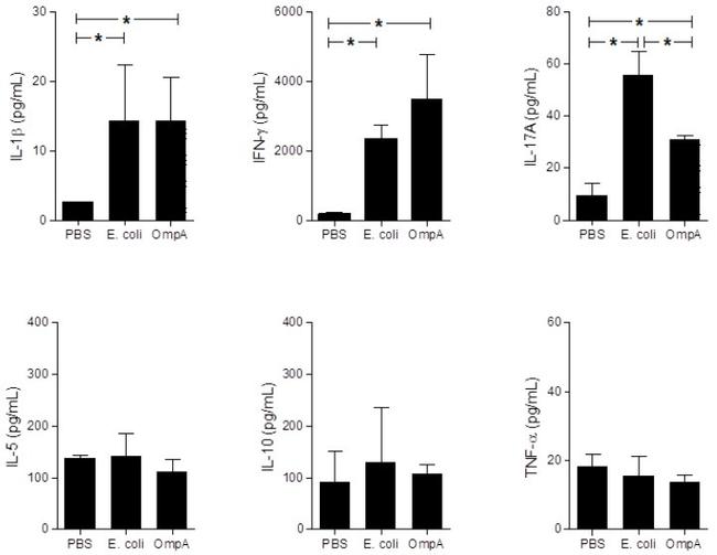 IL-1 beta Antibody in ELISA (ELISA)