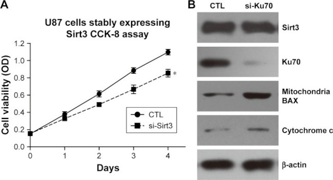 Ku70 Antibody