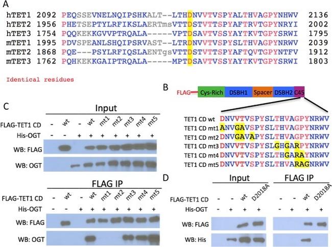 6x-His Tag Antibody in Western Blot (WB)