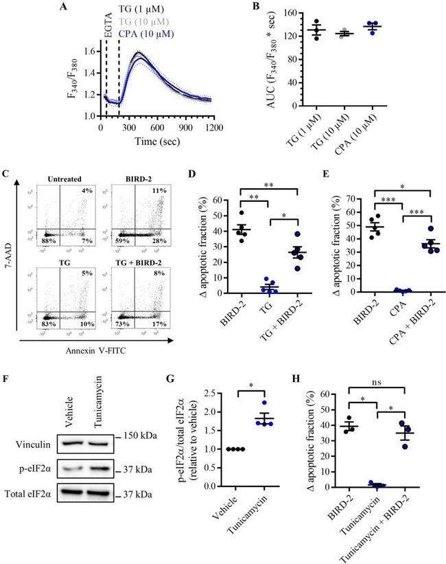 EIF2S1 Antibody in Western Blot (WB)