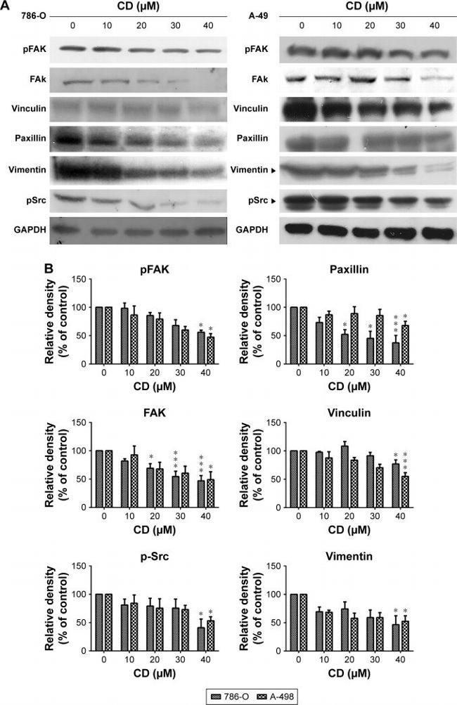 Vinculin Antibody in Western Blot (WB)