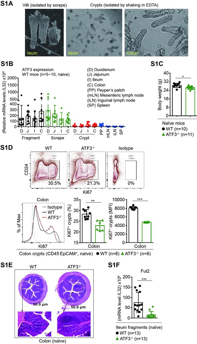 Ki-67 Antibody in Flow Cytometry (Flow)