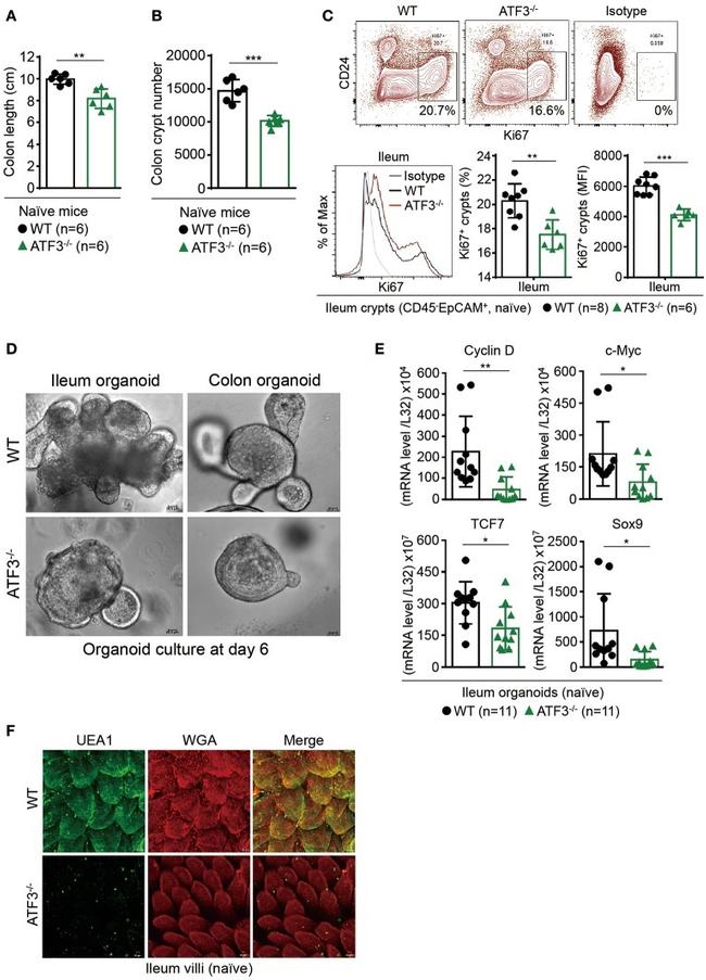 Ki-67 Antibody in Flow Cytometry (Flow)