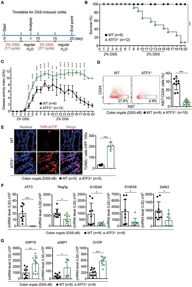 Ki-67 Antibody in Flow Cytometry (Flow)