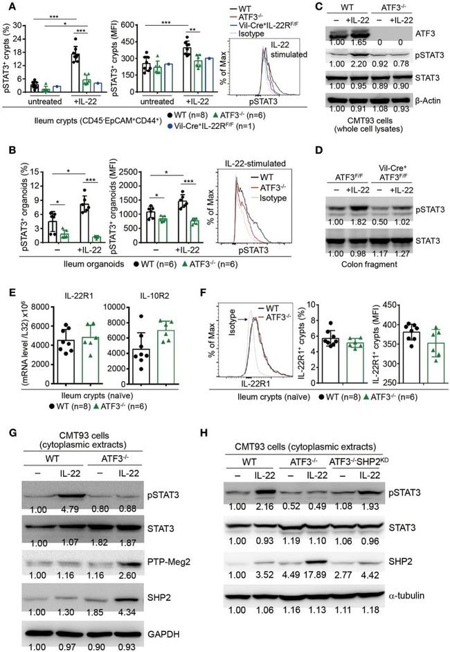 CD326 (EpCAM) Antibody in Flow Cytometry (Flow)