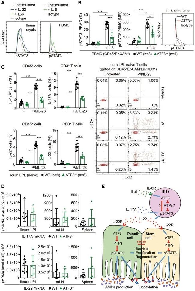 CD326 (EpCAM) Antibody in Flow Cytometry (Flow)