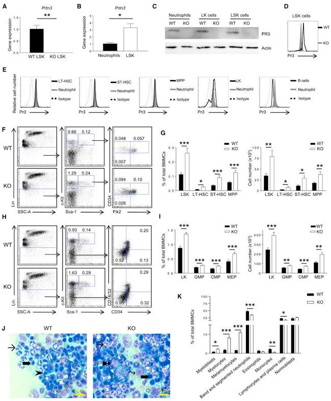 CD34 Antibody in Flow Cytometry (Flow)