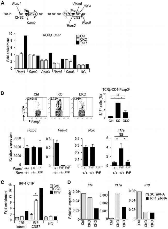 IRF4 Antibody in ChIP Assay (ChIP)