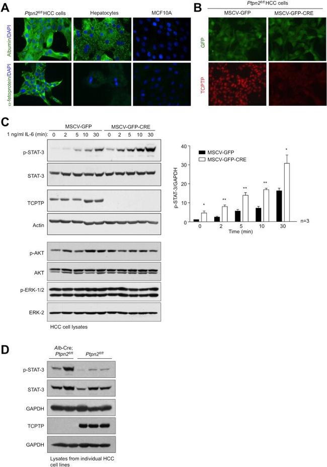 AFP Antibody in Immunocytochemistry (ICC/IF)