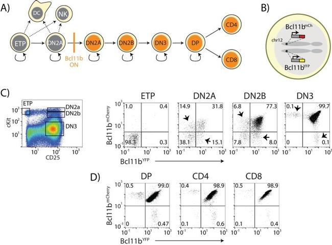 CD8a Antibody in Flow Cytometry (Flow)