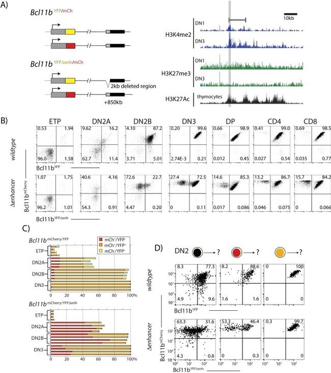 CD4 Antibody in Flow Cytometry (Flow)