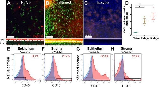 CXCL12 alpha (SDF-1 alpha) Antibody in Flow Cytometry (Flow)