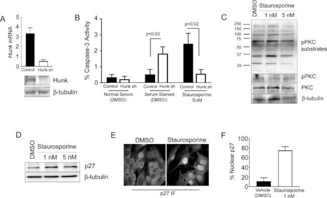 HUNK Antibody