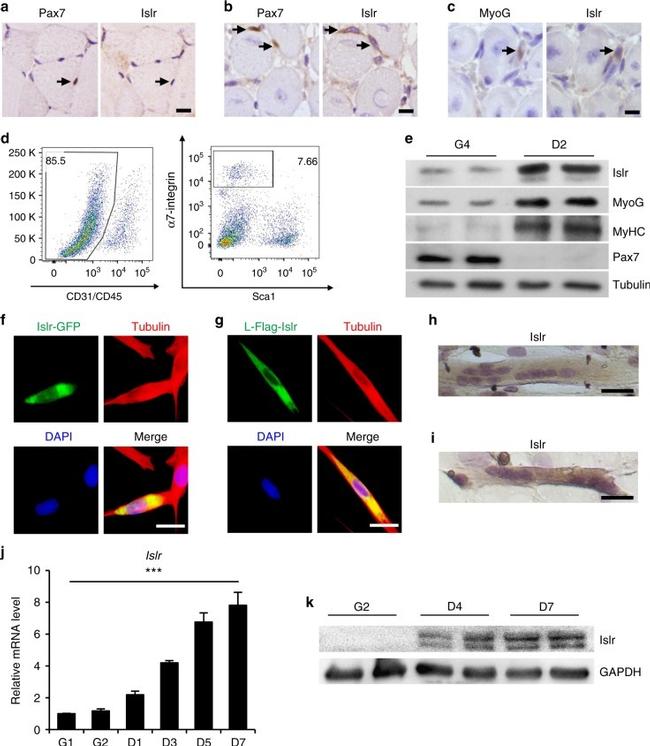 CD31 (PECAM-1) Antibody in Flow Cytometry (Flow)