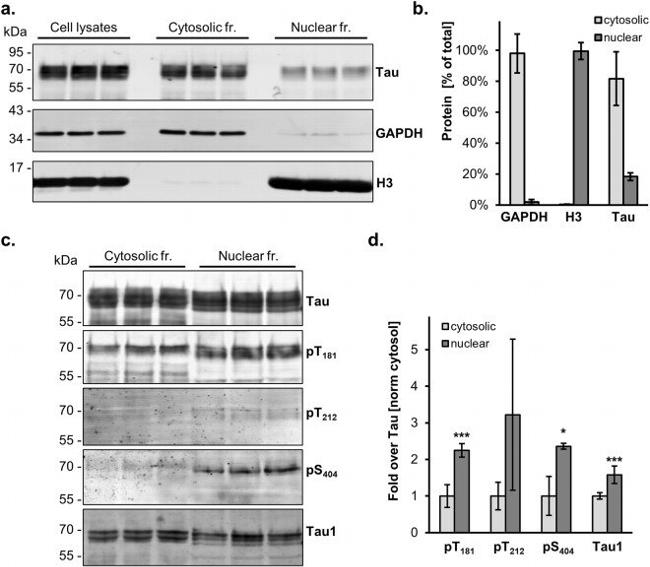 Phospho-Tau (Ser404) Antibody in Western Blot (WB)