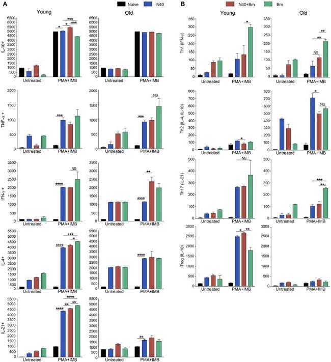 IL-21 Antibody