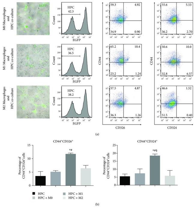 CD326 (EpCAM) Antibody in Flow Cytometry (Flow)