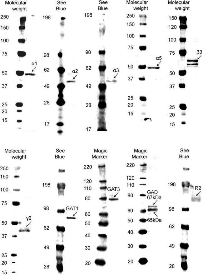 GABRA5 Antibody in Western Blot (WB)