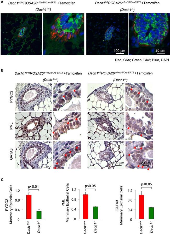 PYGO2 Antibody in Immunohistochemistry (IHC)