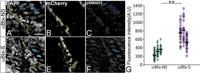 mCherry Antibody in Immunocytochemistry, Immunohistochemistry (ICC/IF, IHC)