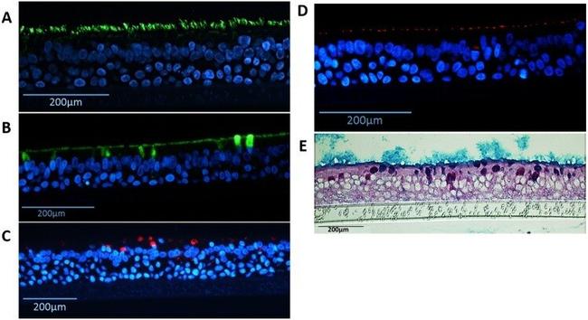 alpha Tubulin Antibody in Immunohistochemistry (IHC)